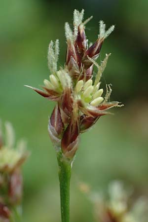 Luzula multiflora \ Vielbltige Hainsimse / Heath Wood-Rush, D Höpfingen 20.5.2023