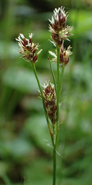 Luzula multiflora \ Vielbltige Hainsimse / Heath Wood-Rush, D Höpfingen 20.5.2023