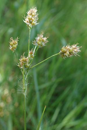 Luzula multiflora \ Vielbltige Hainsimse / Heath Wood-Rush, D Offenbach am Main 30.5.2023