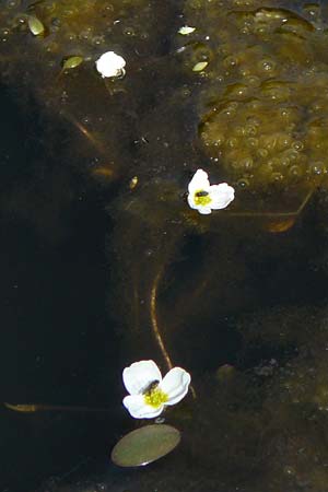 Luronium natans \ Froschkraut, Schwimmlffel / Floating Water-Plantain, D Dorsten 14.6.2018