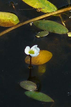 Luronium natans \ Froschkraut, Schwimmlffel / Floating Water-Plantain, D Dorsten 14.6.2018