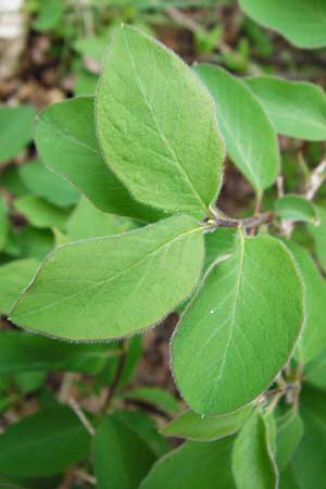 Lonicera xylosteum \ Rote Heckenkirsche / Fly Honeysuckle, D Langgöns 25.4.2015