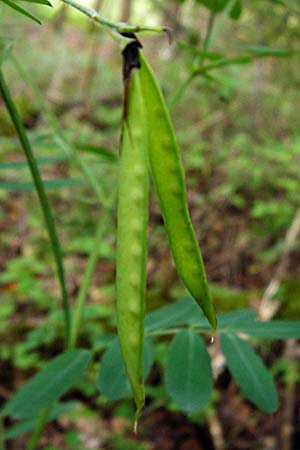 Lathyrus niger \ Schwarze Platterbse / Black Pea, D Östringen-Eichelberg 8.6.2015