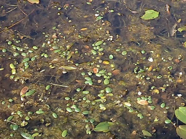 Luronium natans \ Froschkraut, Schwimmlffel / Floating Water-Plantain, D Dorsten 14.6.2018