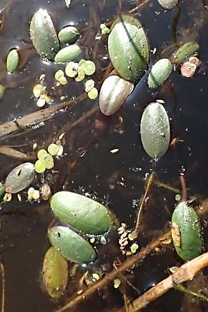 Luronium natans \ Froschkraut, Schwimmlffel / Floating Water-Plantain, D Dorsten 14.6.2018