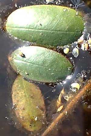 Luronium natans \ Froschkraut, Schwimmlffel / Floating Water-Plantain, D Dorsten 14.6.2018