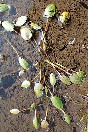 Luronium natans \ Froschkraut, Schwimmlffel / Floating Water-Plantain, D Dorsten 14.6.2018