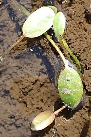 Luronium natans \ Froschkraut, Schwimmlffel / Floating Water-Plantain, D Dorsten 14.6.2018
