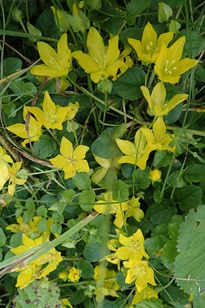 Lysimachia nummularia \ Pfennigkraut, D Schlitz 21.6.2022