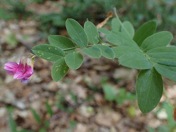 Lathyrus niger \ Schwarze Platterbse / Black Pea, D Thüringen, Kölleda 15.6.2023