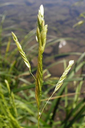 Leersia oryzoides / Rice Cutgrass, D Runkel an der Lahn 1.8.2015