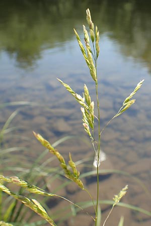 Leersia oryzoides / Rice Cutgrass, D Runkel an der Lahn 1.8.2015