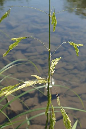 Leersia oryzoides / Rice Cutgrass, D Runkel an der Lahn 1.8.2015