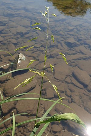 Leersia oryzoides / Rice Cutgrass, D Runkel an der Lahn 1.8.2015