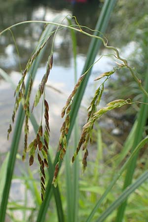 Leersia oryzoides \ Wild-Reis, D Runkel an der Lahn 22.8.2015