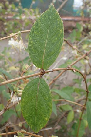 Lonicera fragrantissima \ Winter-Heckenkirsche, Duft-Heckenkirsche / Winter Honeysuckle, D Weinheim an der Bergstraße 11.2.2018