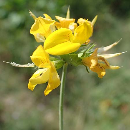 Lotus pedunculatus \ Sumpf-Hornklee, D Wald-Michelbach 14.8.2022