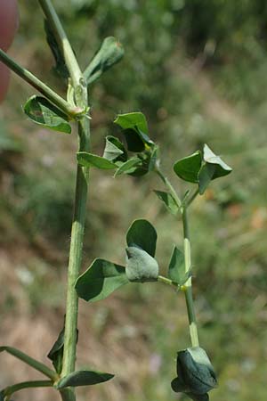 Lotus pedunculatus \ Sumpf-Hornklee / Greater Bird's-Foot Trefoil, D Wald-Michelbach 14.8.2022