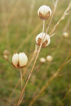 Linum perenne \ Ausdauernder Lein / Perennial Flax, D Eching 25.7.2015