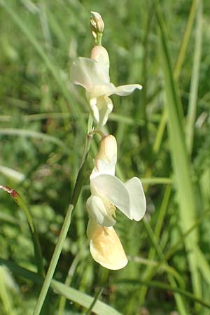 Lathyrus pannonicus subsp. collinus \ Hgel-Platterbse / Hungarian Pea, D Tübingen 7.5.2016