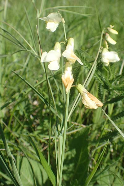 Lathyrus pannonicus subsp. collinus \ Hgel-Platterbse / Hungarian Pea, D Tübingen 7.5.2016