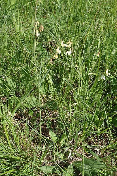 Lathyrus pannonicus subsp. collinus \ Hgel-Platterbse / Hungarian Pea, D Tübingen 7.5.2016
