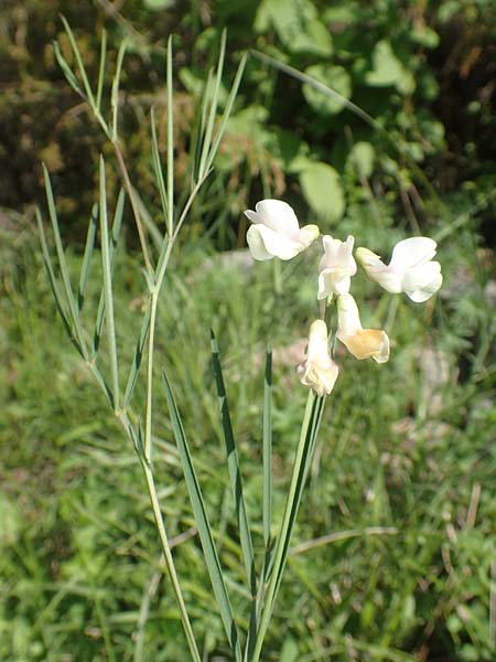 Lathyrus pannonicus subsp. collinus \ Hgel-Platterbse / Hungarian Pea, D Tübingen 7.5.2016