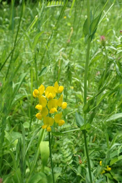 Lathyrus pratensis \ Wiesen-Platterbse / Meadow Vetchling, D Östringen-Eichelberg 28.5.2016