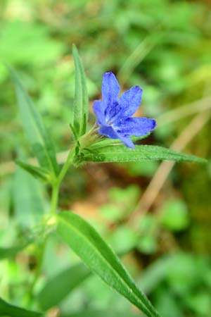 Lithospermum purpurocaeruleum \ Blauroter Steinsame / Purple Gromwell, D Werbachhausen 4.6.2016