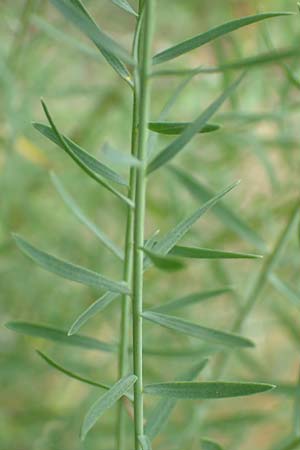 Linum perenne / Perennial Flax, D Bickenbach 22.7.2016