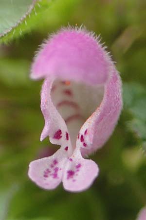 Lamium purpureum \ Rote Taubnessel / Red Dead-Nettle, D Köln-Zündorf 23.5.2018