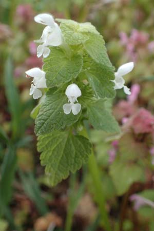 Lamium purpureum / Red Dead-Nettle, D Hockenheim 12.4.2019