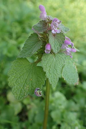 Lamium purpureum / Red Dead-Nettle, D Frankfurt-Niederrad 21.4.2019