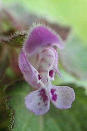 Lamium purpureum / Red Dead-Nettle, D Frankfurt-Niederrad 21.4.2019