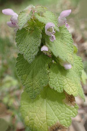 Lamium purpureum \ Rote Taubnessel / Red Dead-Nettle, D Mannheim 28.4.2019