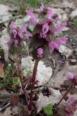 Lamium purpureum, Rote Taubnessel