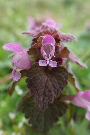 Lamium purpureum / Red Dead-Nettle, D Rheinhessen, Flonheim 2.4.2021