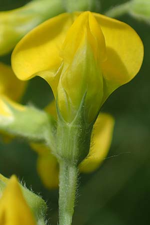 Lathyrus pratensis \ Wiesen-Platterbse / Meadow Vetchling, D Eggenstein-Leopoldshafen 12.6.2021