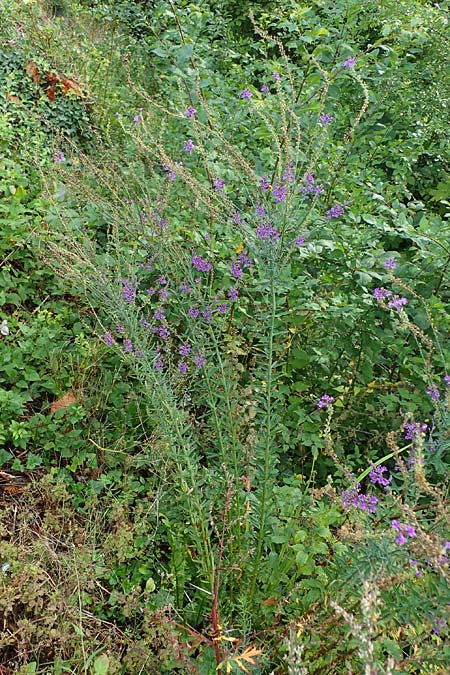 Linaria purpurea \ Purpurrotes Leinkraut / Purple Toadflax, D Ladenburg 30.9.2021