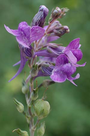 Linaria purpurea / Purple Toadflax, D Ladenburg 30.9.2021