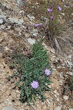 Lactuca perennis \ Blauer Lattich, D Hardheim 28.5.2022