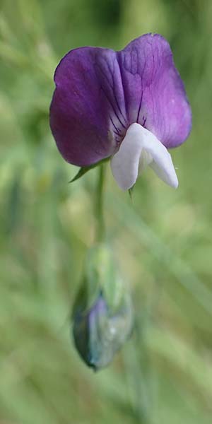 Lathyrus palustris \ Sumpf-Platterbse, D Thüringen, Sondershausen 8.6.2022