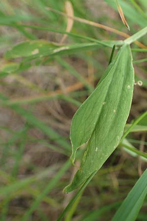 Lathyrus palustris \ Sumpf-Platterbse, D Thüringen, Sondershausen 8.6.2022