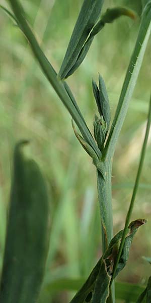 Lathyrus palustris \ Sumpf-Platterbse / Marsh Pea, D Thüringen, Sondershausen 8.6.2022