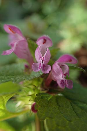 Lamium purpureum \ Rote Taubnessel / Red Dead-Nettle, D Mannheim-Pfingstberg 4.2.2023