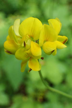 Lotus pedunculatus \ Sumpf-Hornklee, D Rhön, Hilders 21.6.2023