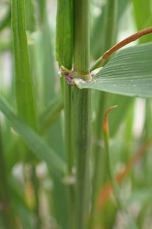 Lolium rigidum \ Steifer Lolch / Annual Rye-Grass, Mediterranean Rye-Grass, D Mannheim 5.5.2019