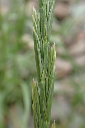 Lolium rigidum \ Steifer Lolch, D Mannheim 5.5.2019