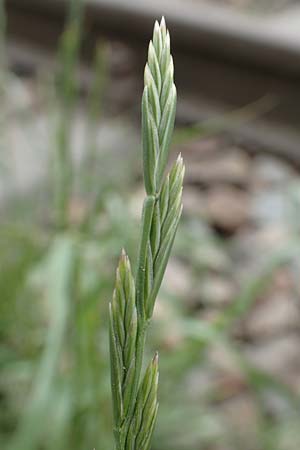 Lolium rigidum \ Steifer Lolch, D Mannheim 5.5.2019