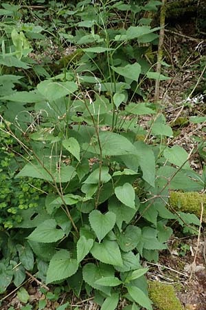 Lunaria rediviva \ Wildes Silberblatt, Wilde Mondviole / Perennial Honesty, D Simmerath-Erkensruhr 9.6.2020